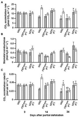 Delayed Leaf Senescence by Upregulation of Cytokinin Biosynthesis Specifically in Tomato Roots